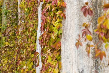 Çok renkli sonbahar yeşillikleriyle genç üzümlerin kökleri bulutlu havada eski beton istinat duvarına tırmanıyor, seçici bir odak noktası var.