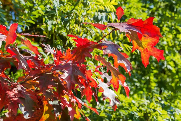 Branch of the red northern oak with bright red autumn leaves on a green blurred background in sunny weather backlit