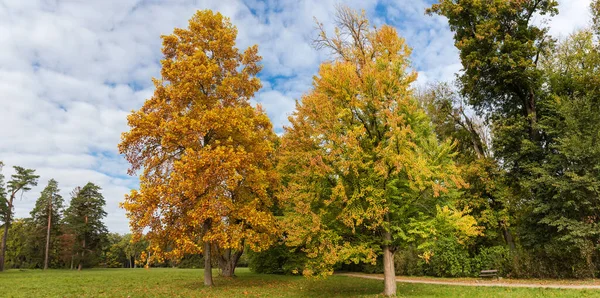 公園の雲と空に向かって歩道の横に大きなグレードの端に成長明るい秋の葉を持つ落葉樹のグループ — ストック写真