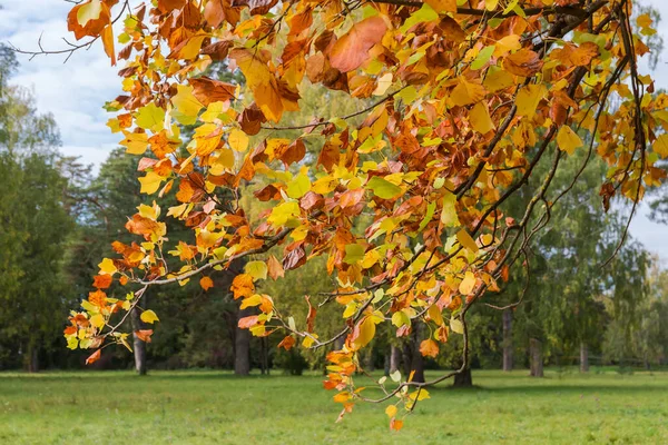 種のチューリップの木の枝他の木の背景のぼやけた背景に明るい秋の葉を持つリオデンドロンチューリップ 選択的な焦点 — ストック写真