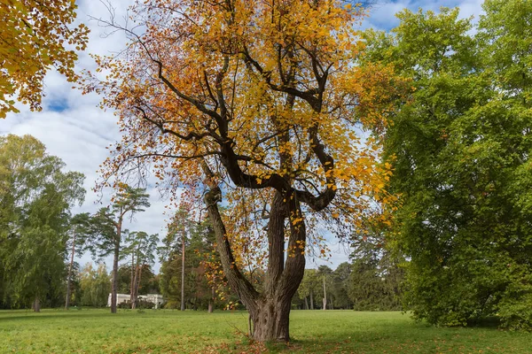 種の古いチューリップ明るい秋の葉が公園の大きな芝生の端に成長するリオデンドロンチューリップ — ストック写真