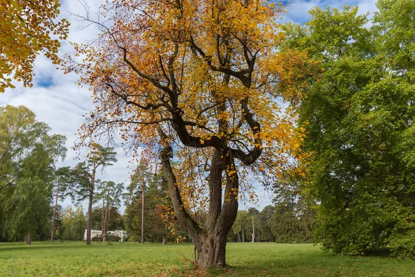 Stare Drzewo Tulipanowe Gatunku Liriodendron Tulipifera Jasnymi Jesiennymi Liśćmi Rosnącymi — Zdjęcie stockowe