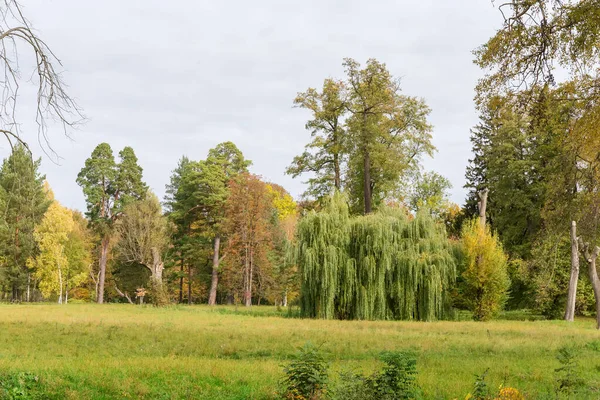 Duża Polana Różnymi Drzewami Skraju Jesiennego Parku Pochmurną Pogodę — Zdjęcie stockowe