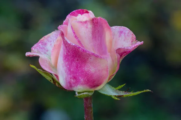 Rosa Flor Del Jardín Levantó Cubierta Con Gotas Rocío Sobre — Foto de Stock