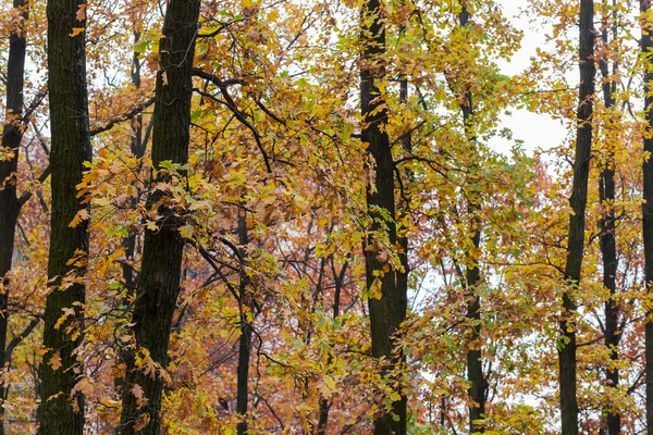 Kmeny Větve Starých Bílých Dubů Podzimními Listy Zataženém Počasí Úlomek — Stock fotografie
