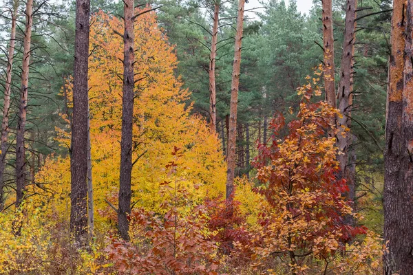 Fragment Forest Pines Different Deciduous Trees Autumn Foliage Overcast Weather — Stock Photo, Image