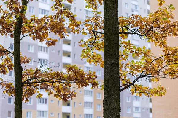 Yaşlı Meşe Ağacının Gövdesinin Iki Parçası Dalları Çok Katlı Binaların — Stok fotoğraf
