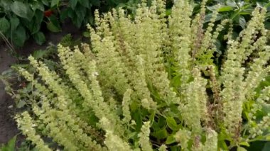 Yüksek kökleri olan yeşil fesleğen çalısı.