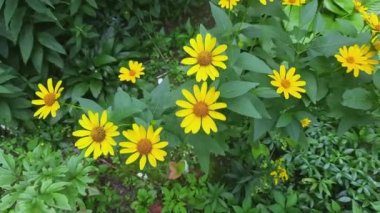 Rudbeckia laciniata Hortensia çiçeklerinin en üst görüntüsü
