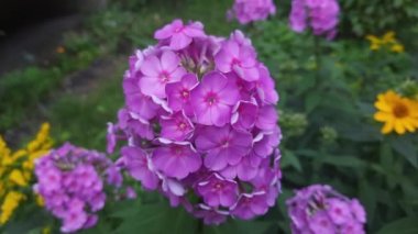 Pembe-mor çiçekli bahçe fenomeni.