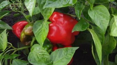 Tarlada kırmızı meyveli çan biberi bitkisi