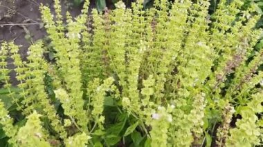 Yüksek kökleri olan yeşil fesleğen çalısı.