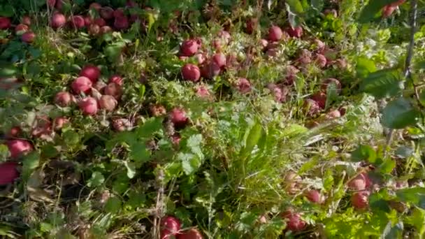 Padlá Červená Jablka Trávě Zemi Pod Stromem — Stock video