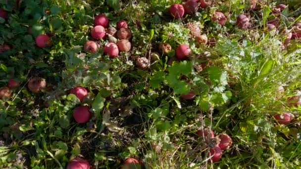 Umgestürzte Rote Äpfel Gras Auf Dem Boden Unter Baum — Stockvideo