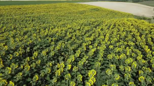Bloeiende Zonnebloemen Landbouwveld Zomerdag Bovenaanzicht — Stockvideo