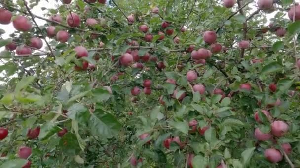 Branches Apple Tree Red Apples Covered Dew — Stock Video