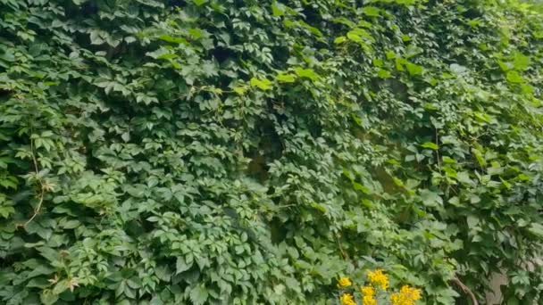 Grüne Jungfrauentrauben Kriechen Die Alte Betonmauer Hinauf — Stockvideo
