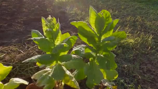 風の強い天候で畑に葉を持つタバコの茎バックライト — ストック動画
