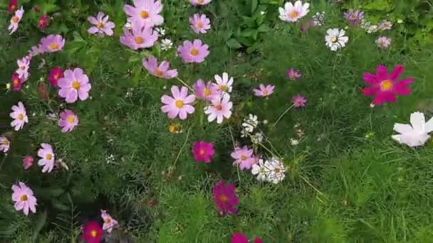 Varicolored Flores Cosmos Canteiro Flores Vista Superior — Vídeo de Stock