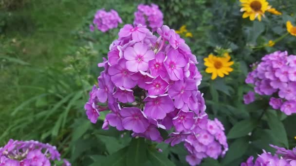 Μπους Της Ανθισμένης Phlox Κήπο Μοβ Λουλούδια — Αρχείο Βίντεο