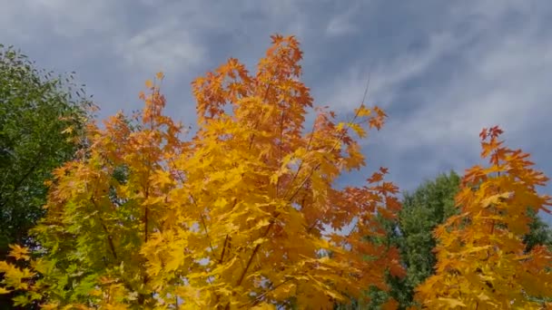 구름낀 하늘에 나뭇잎이 단풍나무 꼭대기 — 비디오