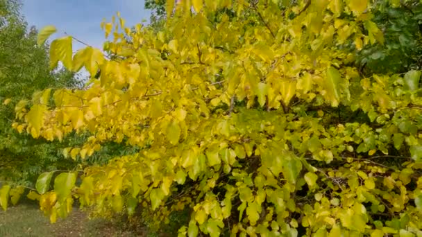 Takken Van Moerbeiboom Met Herfstbladeren Tegen Andere Bomen — Stockvideo
