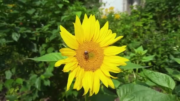 Kwiat Dekoracyjnego Słonecznika Pszczołą Słoneczną Wietrzną Pogodę — Wideo stockowe