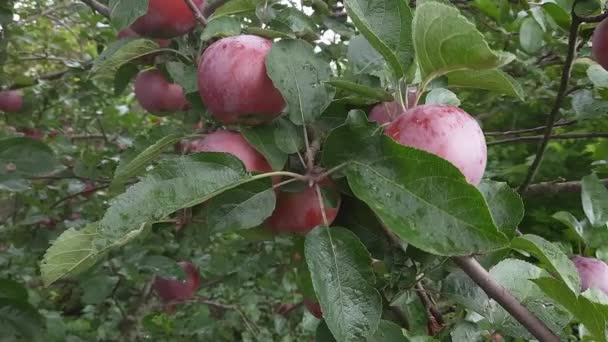 Branch Apple Tree Red Apples Covered Dew — Stock Video