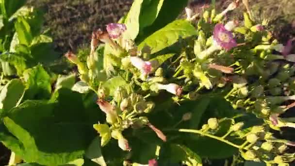 晴れた風の強い日に茎頂にタバコの花序 — ストック動画