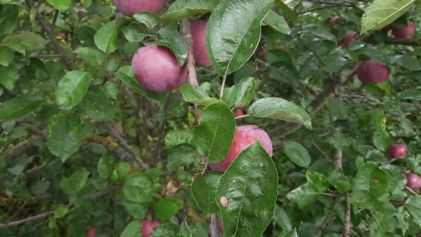 Branch Apple Tree Red Apples Covered Dew — Stock Video