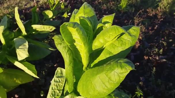 Tobacco Stem Big Leaves Field Windy Weather — Stock Video