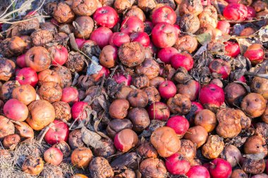 Hasarlı kırmızı elmalar sonbahar güneşli bir günde çöplükte yerde yatıyor.