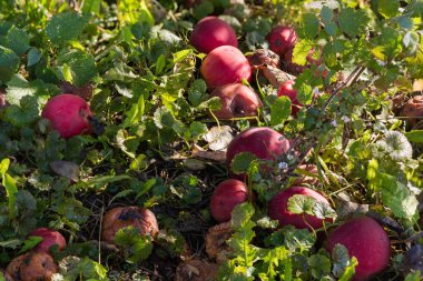 Düşmüş olgun kırmızı elmalar, bazıları zarar görmüş ve çürümüş. Sonbahar güneşli günlerinde ağacın altındaki çimlerin arasında yatıyorlar.