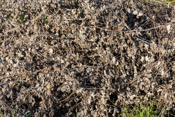 Куча Сложенных Ветвей Тополя Различной Толщины Сухими Листьями Солнечную Погоду — стоковое фото