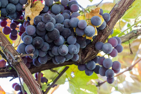 Wijnstok Met Trossen Van Blauwe Druiven Herfst Zonnig Weer Close — Stockfoto