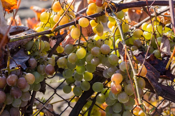 Weinrebe Mit Trauben Aus Weißen Trauben Und Herbstblättern Die Sonnigen — Stockfoto