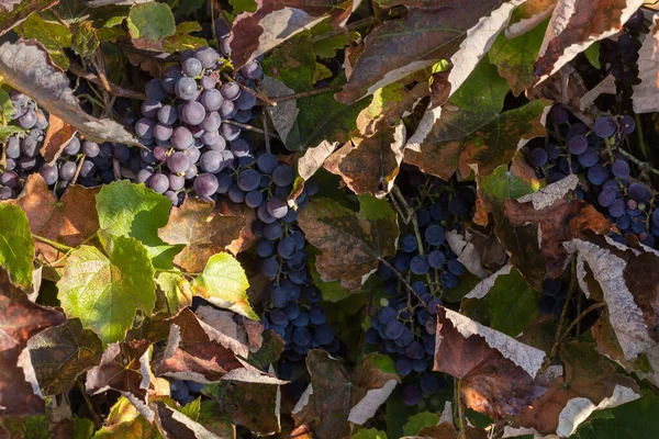 Wijnstok Met Trossen Van Blauwe Druiven Tussen Herfstbladeren Herfst Zonnig — Stockfoto