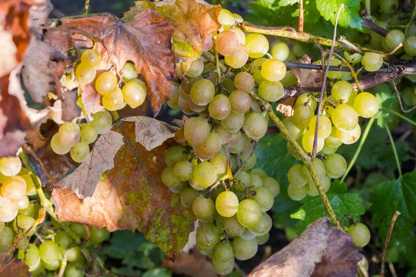 Wijnstok Met Trossen Witte Druiven Herfstbladeren Bedekt Met Dauw Herfst — Stockfoto