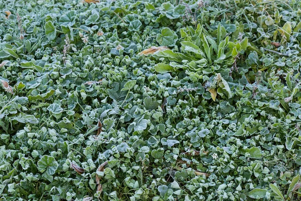 아침에는 서리가 식물로 뒤덮인 초원의 — 스톡 사진