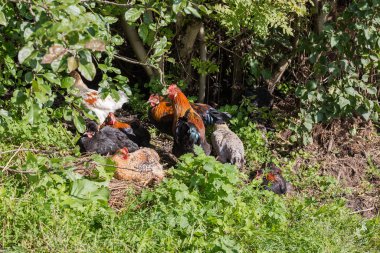 Siyah tüylü kırmızı horoz ve birkaç siyah ve çeşitli tavuk çiftlikteki ağacın altında çimlerin arasında oturuyorlar.