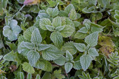 Beyaz ölü ısırgan otunun tepeleri, bulutlu sonbahar sabahında kırağı kaplamış, seçici odak noktasında üst görünüm.