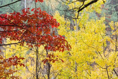 Sonbahar mevsiminde verniklenmiş yaprakları olan kırmızı meşe dalları ağaçların ve ormandaki diğer yaprak döken ağaçların ve çamların arka planında bulutlu havada. 