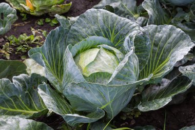 Yağmurdan sonra bulutlu havada tarlada yetişen son çeşitliliğin beyaz lahanasının ıslak başı. 