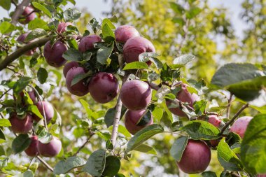 Elma ağacının dalında yetişen kırmızı elmaların bol miktarda hasadı aynı ağacın bulanık arka planında seçici bir odak noktası olan meyve bahçesinde.