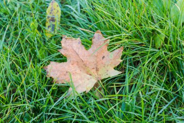 Dökülen akçaağaç yaprağı, yaban otlarının arasında büyüyen çiylerle kaplı, bulutlu bir sonbahar sabahında.