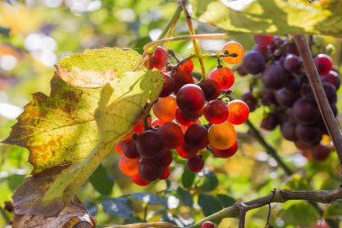 Olgun pembe üzümlerden bir demet sarmaşıkta asılı bulanık bir arka planda, seçici bir odak noktasında.