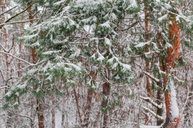 Karla kaplı çam dalları ormandaki diğer ağaçların bulanık arka planında karla kaplı.