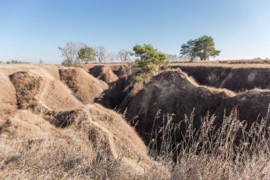 Dik kil yamaçları kuru otlarla kaplanmış derin vadi, sonbaharda açık gökyüzüne karşı farklı tek ağaçlar. 