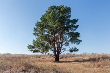 Gövdeleri yere doğru dallanan tek bir çam ağacı, sonbahar güneşli bir günde açık gökyüzüne karşı kuru otlarla kaplıdır.