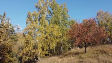 Sonbahar ormanlarındaki bir yamaçta huş ağaçları ve diğer ağaçlar